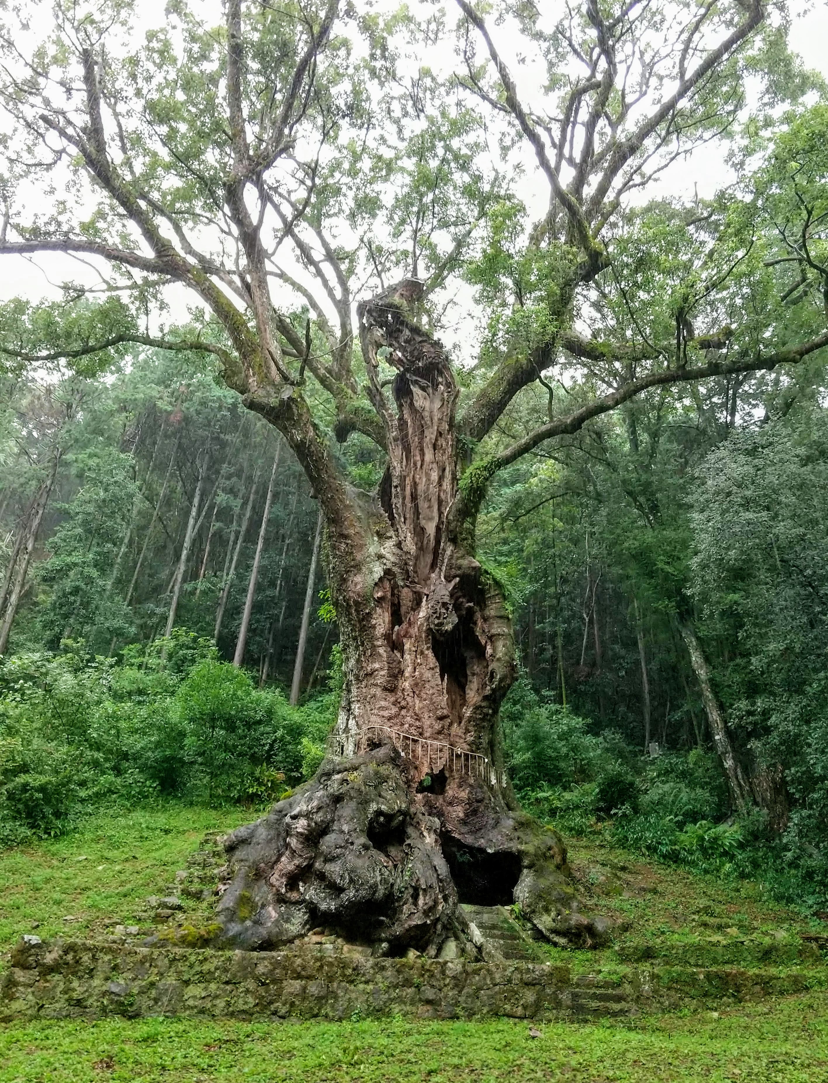 佐賀県の武雄神社に立つ御神木、武雄の大楠