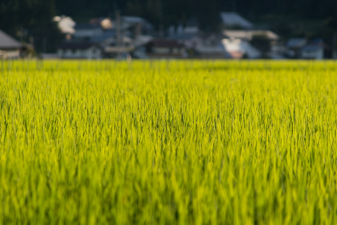 実りへ向かう田んぼ