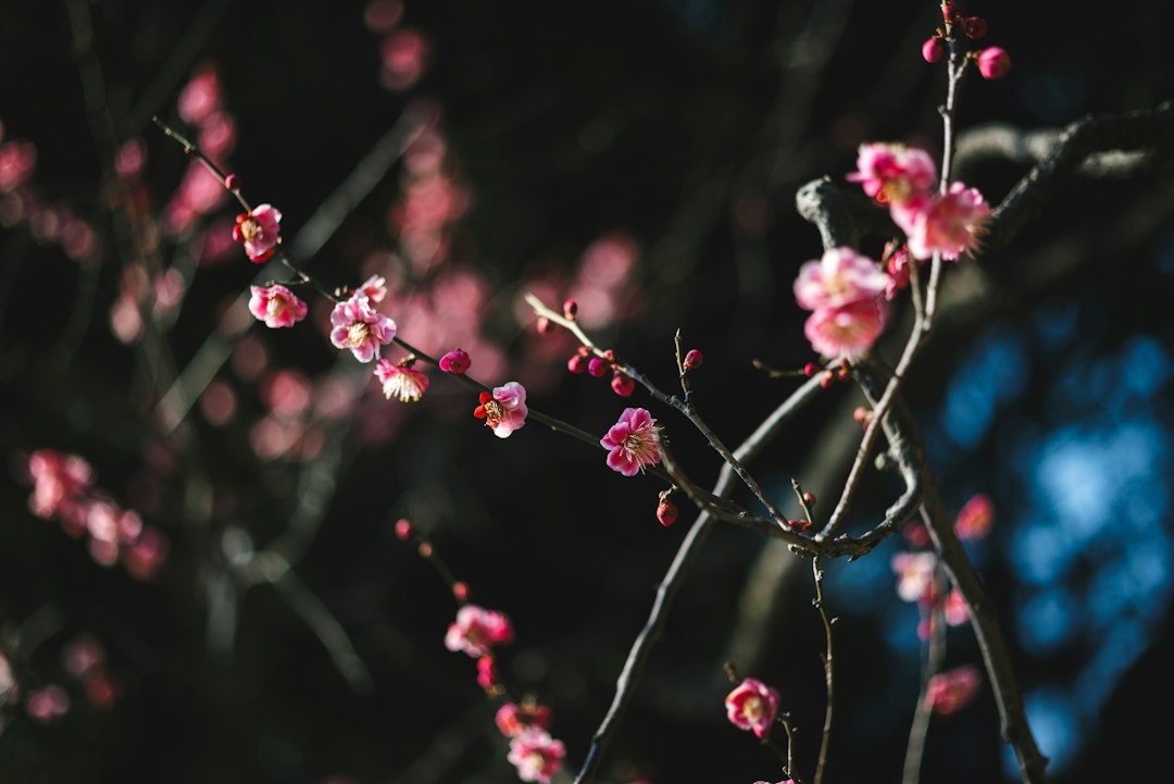 早春に咲く梅の花