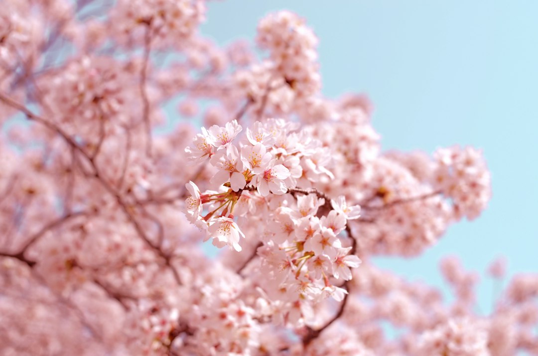 春に咲く桜