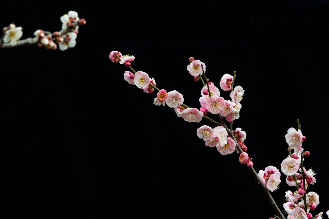 梅の花